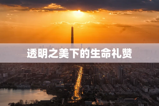 透明之美下的生命礼赞