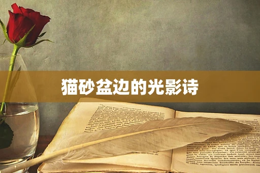 猫砂盆边的光影诗