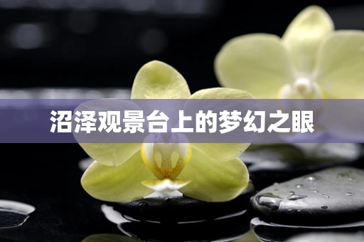 沼泽观景台上的梦幻之眼