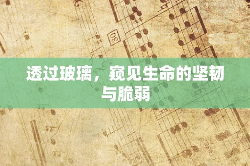 透过玻璃，窥见生命的坚韧与脆弱