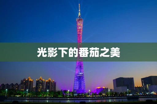 光影下的番茄之美