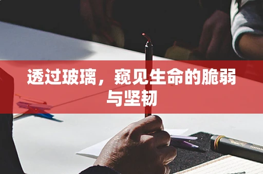 透过玻璃，窥见生命的脆弱与坚韧